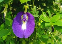 Aparajita flower