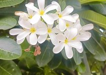 Frangipani / प्लुमेरिया फूल