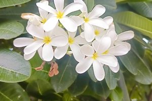 Frangipani / प्लुमेरिया फूल