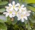 Frangipani / प्लुमेरिया फूल