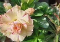 Adenium obesum