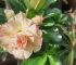 Adenium obesum