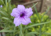 Mexican petunia / मेक्सिकन पेटूनिया