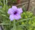 Mexican petunia / मेक्सिकन पेटूनिया