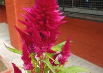 Red Celosia