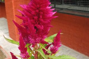 Red Celosia