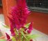 Red Celosia