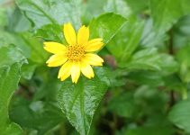 Wedelia /पीला भृंगराज