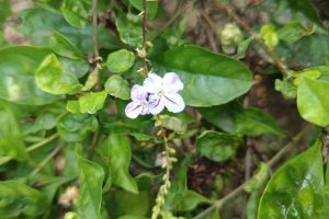 Duranta erecta, Nilkanta