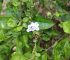 Duranta erecta, Nilkanta