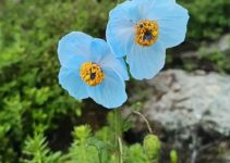 Himalayan blue poppy (Meconopsis betonicifolia)