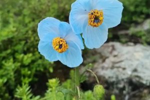 Himalayan blue poppy (Meconopsis betonicifolia)