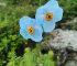 Himalayan blue poppy (Meconopsis betonicifolia)