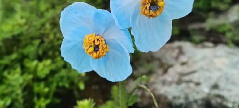 Himalayan blue poppy (Meconopsis betonicifolia)