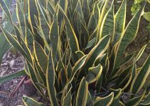 Snake Plant