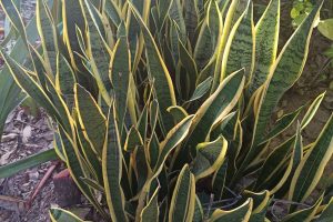 Snake Plant