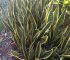 Snake Plant