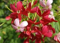 Rangoon creeper: Chinese honeysuckle