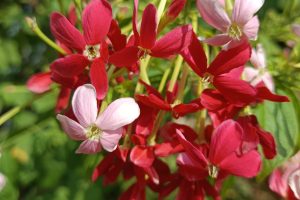 Rangoon creeper: Chinese honeysuckle