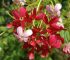 Rangoon creeper: Chinese honeysuckle