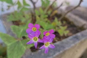 Oxalis latifolia: Wood Sorrel