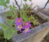 Oxalis latifolia: Wood Sorrel