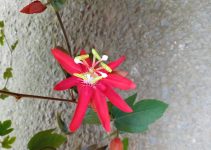 Blood Passionflower, रक्त जुनून फूल
