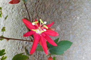 Blood Passionflower, रक्त जुनून फूल