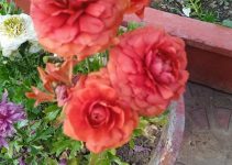 Persian Buttercups/ रननक्यूलस