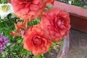 Persian Buttercups/ रननक्यूलस