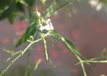 Kalmegh/King of Bitters