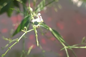 Kalmegh/King of Bitters