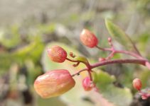 Kalanchoe pinnata: Patharchatta