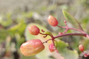 Kalanchoe pinnata: Patharchatta