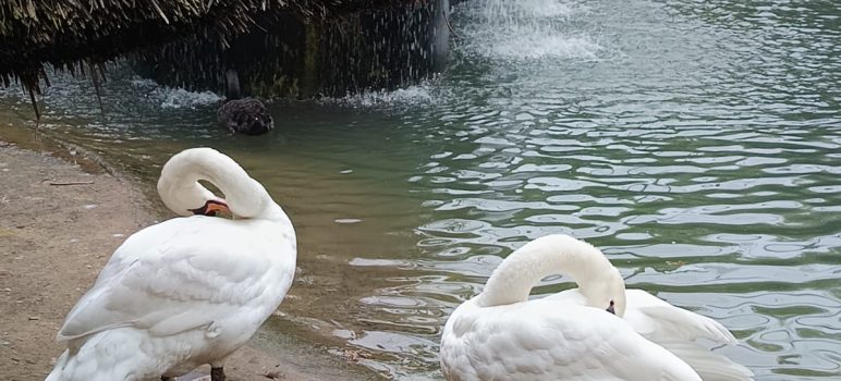 Chandigarh Bird Park