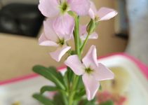 Matthiola incana: Hoary Stock Flower
