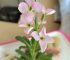 Matthiola incana: Hoary Stock Flower