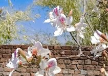 कचनार के फूलों के आयुर्वेदिक लाभ