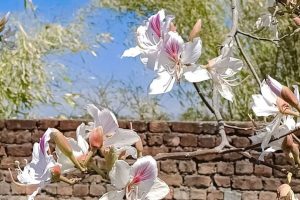 कचनार के फूलों के आयुर्वेदिक लाभ