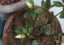 Azalea Blaauw's Pink / अज़ेलिया (Azaeliya)/ एज़ेलिया