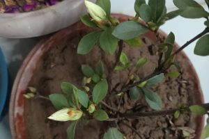 Azalea Blaauw's Pink / अज़ेलिया (Azaeliya)/ एज़ेलिया