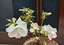 Azalea Blaauw's Pink अज़ेलिया