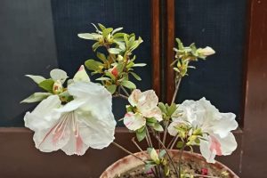 Azalea Blaauw's Pink अज़ेलिया