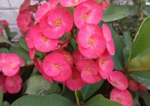Crown of Thorns: Euphorbia milii