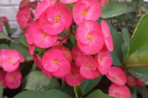 Crown of Thorns: Euphorbia milii