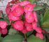 Crown of Thorns: Euphorbia milii